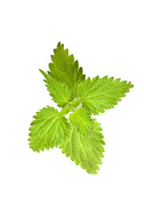 bunch of common nettles, medical herbs isolated on white background. Top view