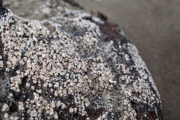 Close up white acorn barnacles on driftwood at beach on the Washington state coast