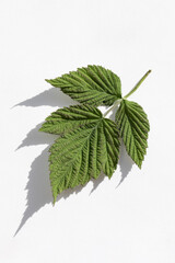 Rubus idaeus, raspberry fresh leaf on white background