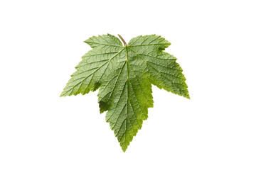 Fresh currant scrub leaf on white background. reverse side