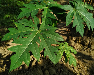 leaves of a papaya tree