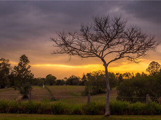 Fototapeta na wymiar Golden Sunset with Leafless Tree Silhouette