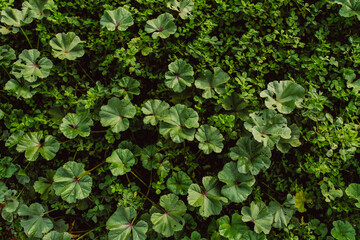 Closeup shot of common mallow weeds