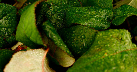 flowers red roses close-up video 4k