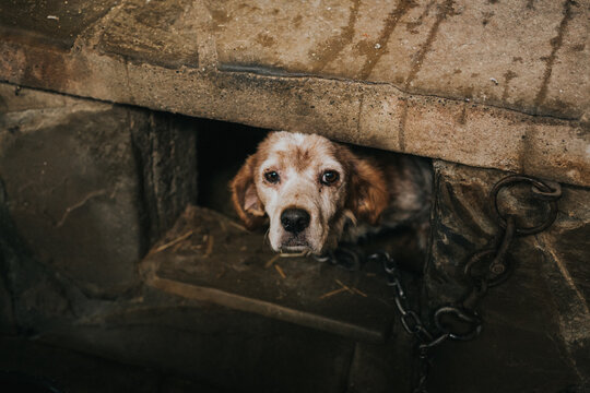 High angle shot of a poor dog chained under a tunnel - dog abuse concept