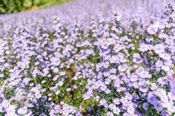Fototapeta premium Fresh Margaret flower field garden at the mountain