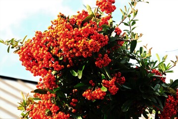 ウメモドキの実