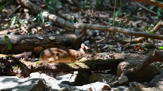 Lesser Mouse-deer, Tragulus kanchil; an individual seen skittish and shy, carefully looking around for predators just behind a fallen log in the jungle of Kaeng Krachan National Park.