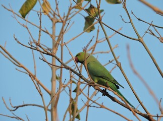 green winged macaw in  branches 