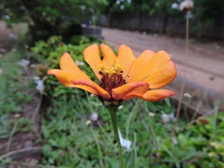 orange flower in the garden