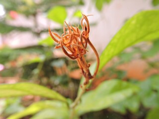 orange flower roots in garden
