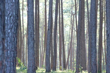 trees in the forest