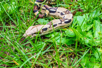 Red Tail Boa Constrictor in the green grass close up