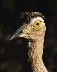 Guerere llanero Colombiano.