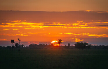 el sol en un amanecer llanero en Colombia.