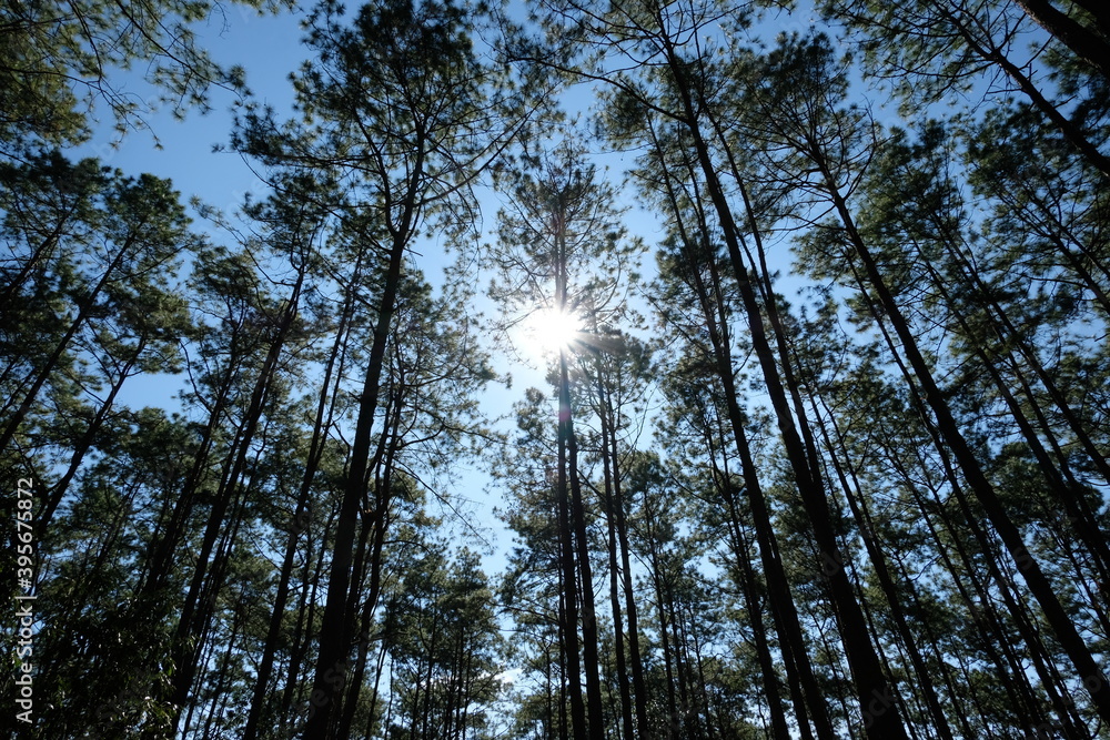 Sticker Beautiful Pine garden in forest and evergreen wooded pine tree forest in sunny day light