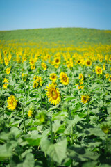 Selective focus of sunflower in sunflower field on the sunny day with blurred field background.