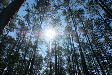 Fototapeta premium sun shining through trees