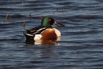 Northern Shoveler Male Duck on the Pond