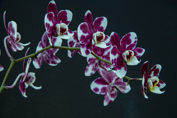 Fototapeta na wymiar Phalaenopsis Orchid on black background landscape