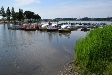 手賀沼（てがぬま）／ 千葉県北部にある手賀沼は、柏市、我孫子市、白井市、印西市にまたがる利根川水系の湖沼です。北の水域を手賀沼（上沼）、南の水域を下手賀沼（下沼）と言われています。