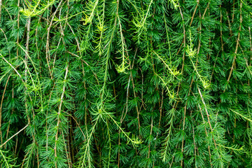 European larch
A species of coniferous trees from the genus Larch of the Pine family