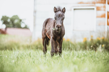 Young mini pony horse on a green meadow