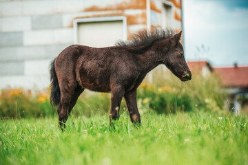 Young mini pony horse on a green meadow