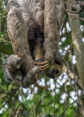 Guyane © GERARD