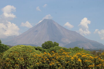 mountain and cherry tree