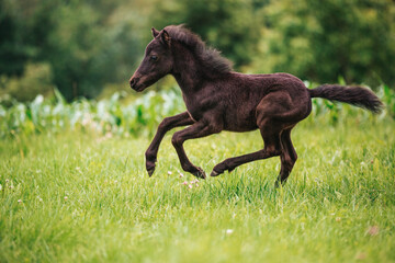 Young mini pony horse on a green meadow