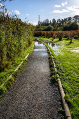 Fototapeta na wymiar Gravel path around Larson Lake and grassy field with blueberry bushes, standing water after heavy rains 