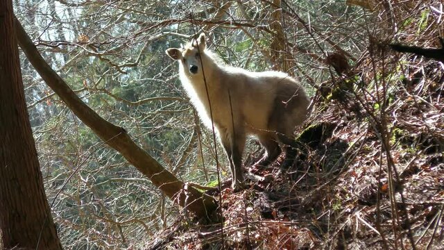 早春の逆光に映えるカモシカ