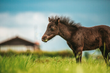 Young mini pony horse on a green meadow