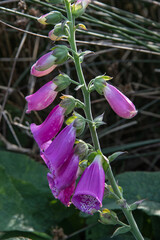 Vertical shot of a foxglove with several blossoms and buds © Björn Knauf/Wirestock