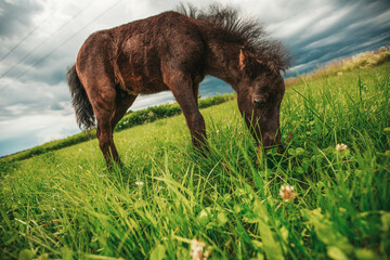 Young mini pony horse on a green meadow