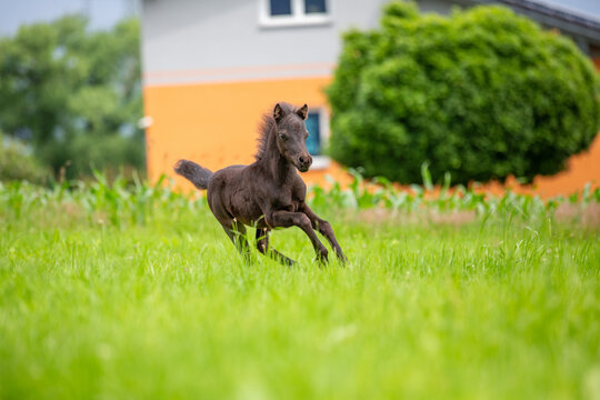 Young mini pony horse on a green meadow