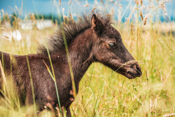 Young mini pony horse on a green meadow