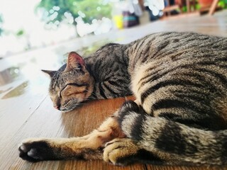 Sleeping cat