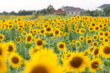 Fototapeta premium Sunflowers in the field. Sunflowers in beautiful.