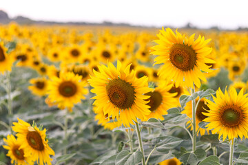 Sunflowers in the field. Sunflowers in beautiful.