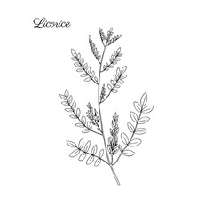 Licorice plant,flowers vector hand drawn illustration isolated on white, ink sketch, decorative herbal black doodle, medical herbs set for design cosmetic, natural medicine, food ingredient
