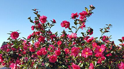 Obraz premium 동백꽃