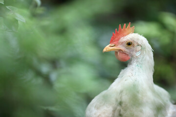 White color small chicken on farm	
