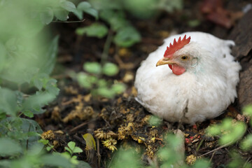 White color small chicken on farm