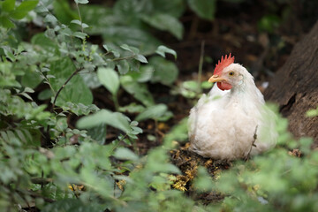 White color small chicken on farm