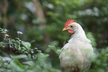 White color small chicken on farm	

