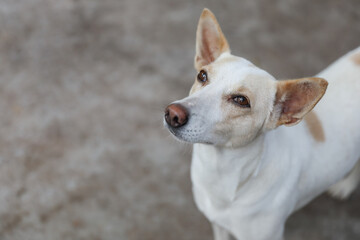 Portrait of Indian breed dog	
