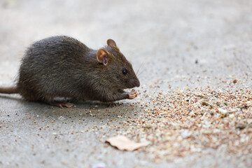A Cute Brown Rat Enjoying Its Food