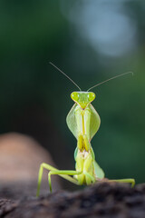 Front view of green praying mantis
